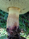 Boletus luridellus image