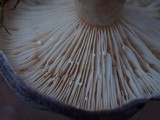 Lactarius trivialis image