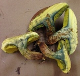 Hortiboletus campestris image