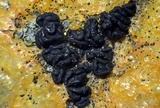 Lecidea laboriosa image