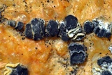 Lecidea laboriosa image
