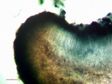 Lecidea laboriosa image