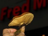 Suillus luteus image