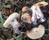 Gyroporus subalbellus image