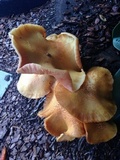 Gymnopilus palmicola image