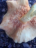 Gymnopilus palmicola image