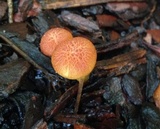 Gymnopilus palmicola image