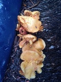 Gymnopilus palmicola image