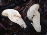 Xanthoconium affine image