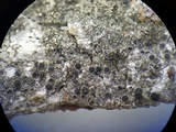 Rinodina laevigata image