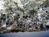 Rinodina laevigata image
