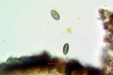 Rinodina laevigata image