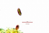 Rinodina laevigata image