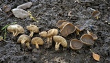 Helvella solitaria image