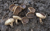 Helvella solitaria image
