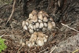 Coprinopsis romagnesiana image