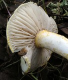 Hygrophorus chrysodon image