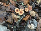Gymnopus spongiosus image