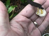Callistosporium luteo-olivaceum image