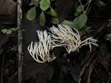 Ramariopsis kunzei image