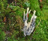 Clavulina cinerea image