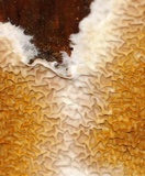 Serpula himantioides image