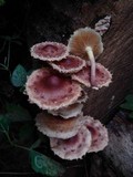 Pholiota polychroa image