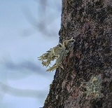 Ramalina sinensis image