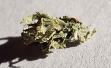 Ramalina sinensis image