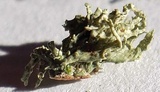 Ramalina sinensis image