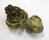 Boletus satanas image