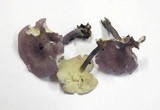 Rugosomyces ionides image