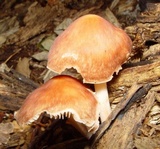 Gymnopus luxurians image