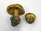 Cortinarius elegantissimus image