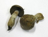 Cortinarius infractus image