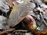 Boletus zelleri image