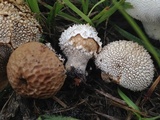 Lycoperdon marginatum image