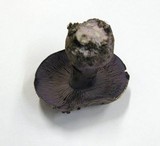 Cortinarius purpurascens image