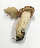 Hygrophorus russula image