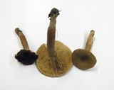 Lactarius quietus image