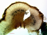 Fuscopannaria leucosticta image