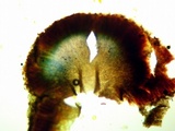 Fuscopannaria leucosticta image