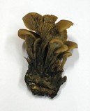 Lentinellus cochleatus image