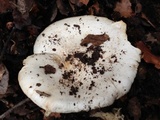 Hygrophorus sordidus image