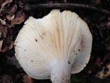 Hygrophorus sordidus image