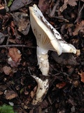 Hygrophorus sordidus image