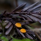 Pithya cupressina image