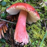 Russula rhodocephala image