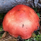 Russula rhodocephala image