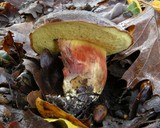 Boletus zelleri image